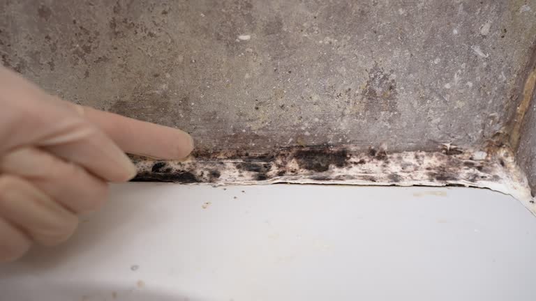 Best Attic Mold Removal  in Fortuna Foothills, AZ